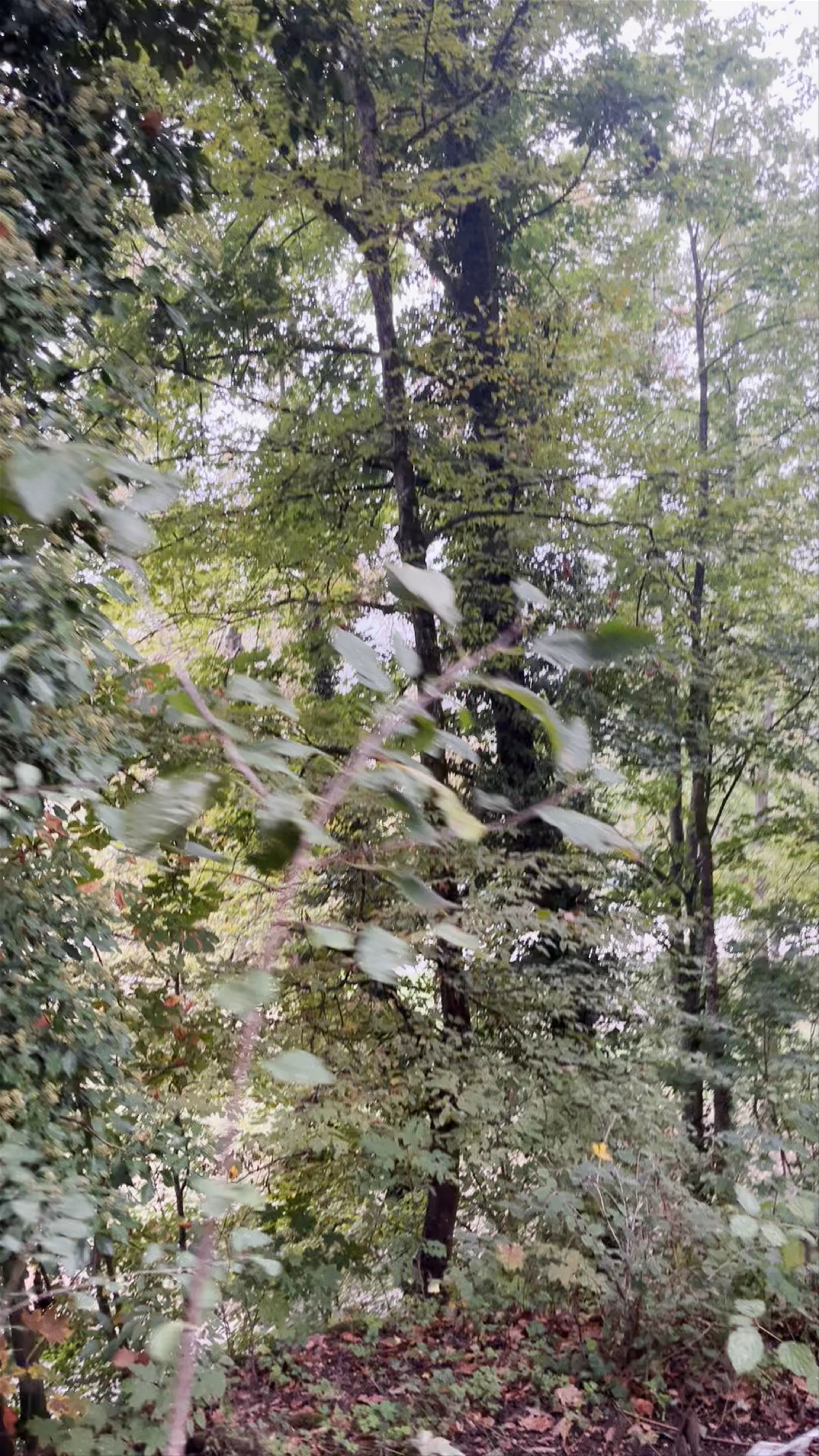 Pataugeoire du parc Cayla/Promeneur Solitaire, Avenue du Devin-du-Village