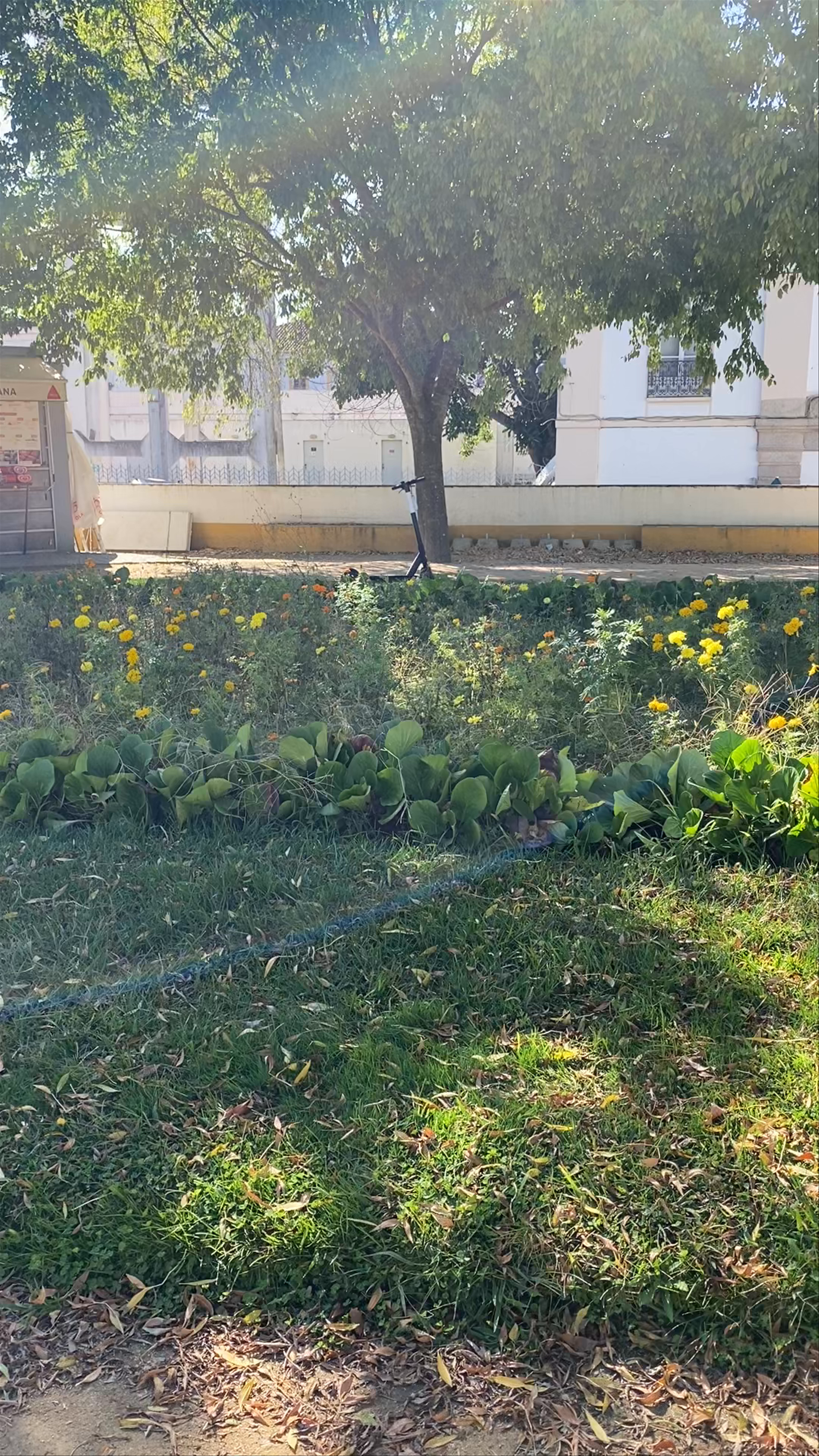 Jardim Diana: Serene Urban Oasis in Évora, Portugal