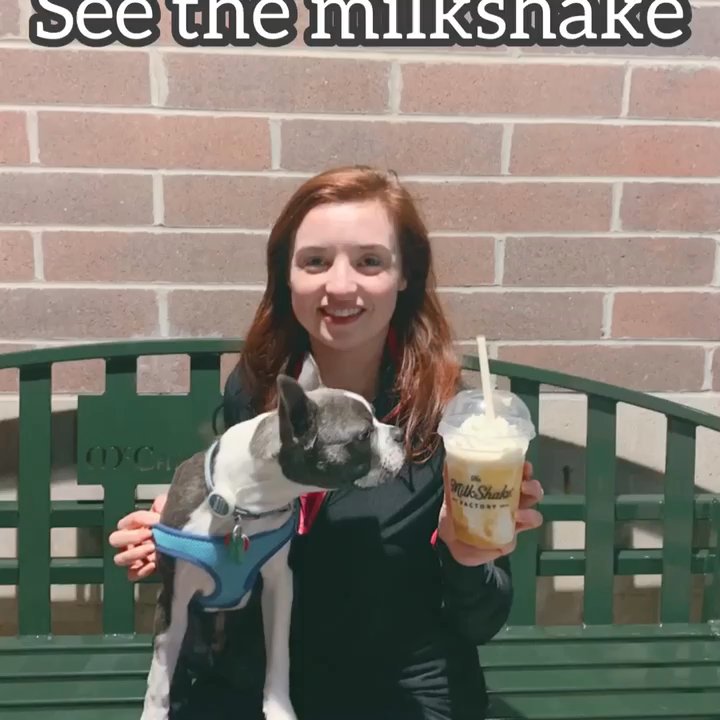 MilkShake Factory McCandless Crossing - One day Wilfred.thebostonterrier will get to try a milkshake - Desserts Near Me - Pittsburgh, Pennsylvania