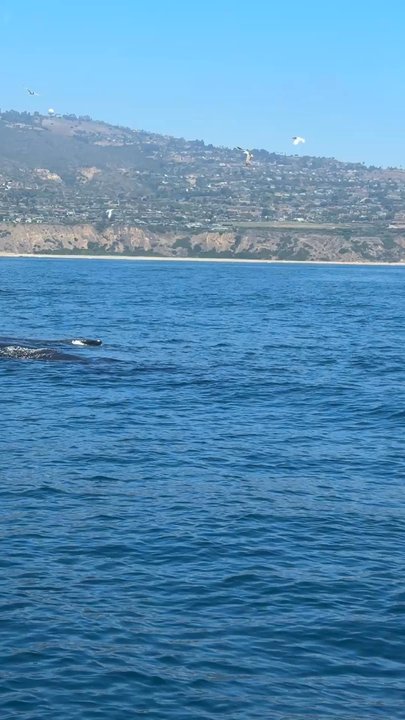 Harbor Breeze - Boat Charters Near Me - Long Beach, California