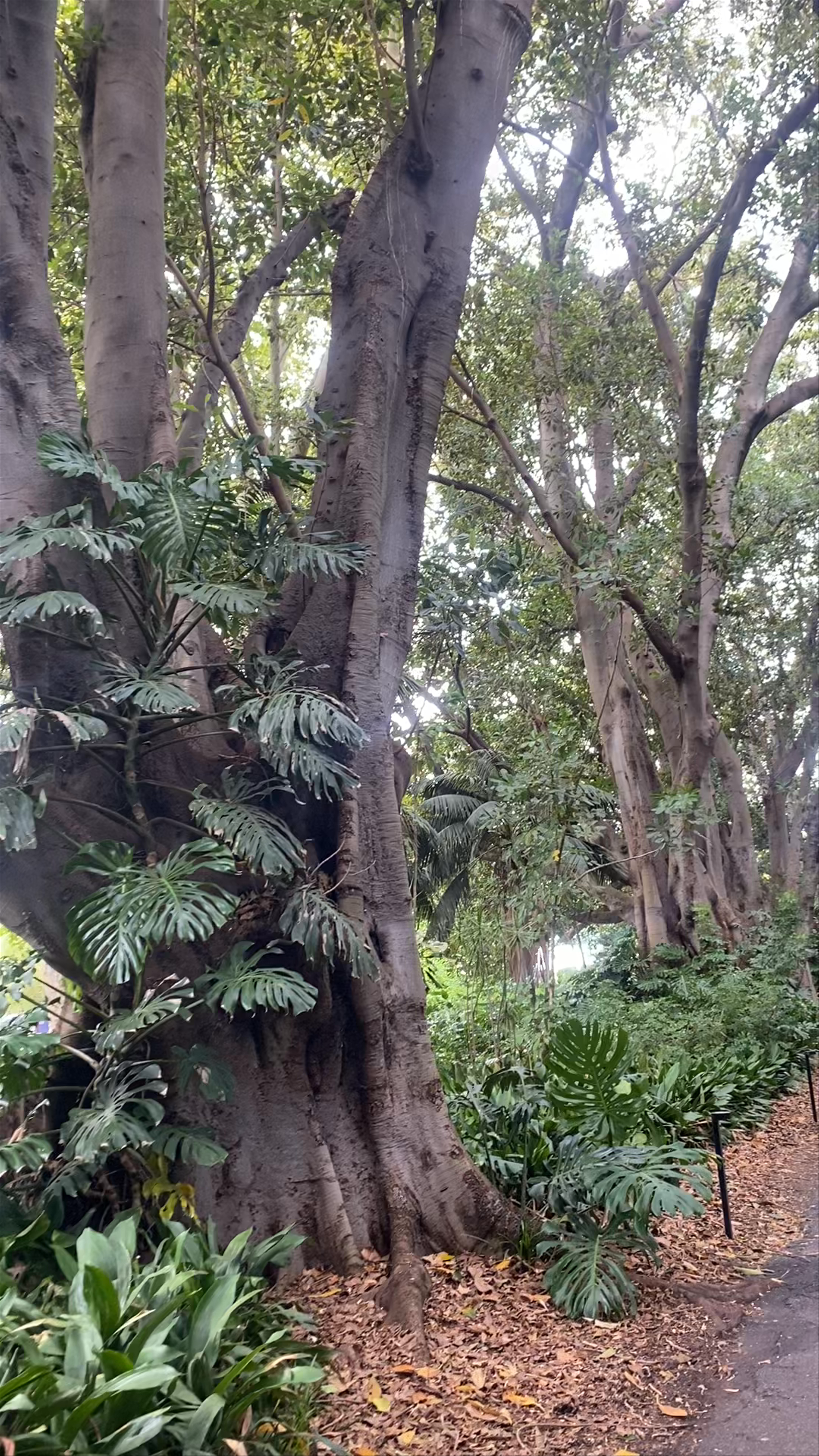 Adelaide Botanic Garden
