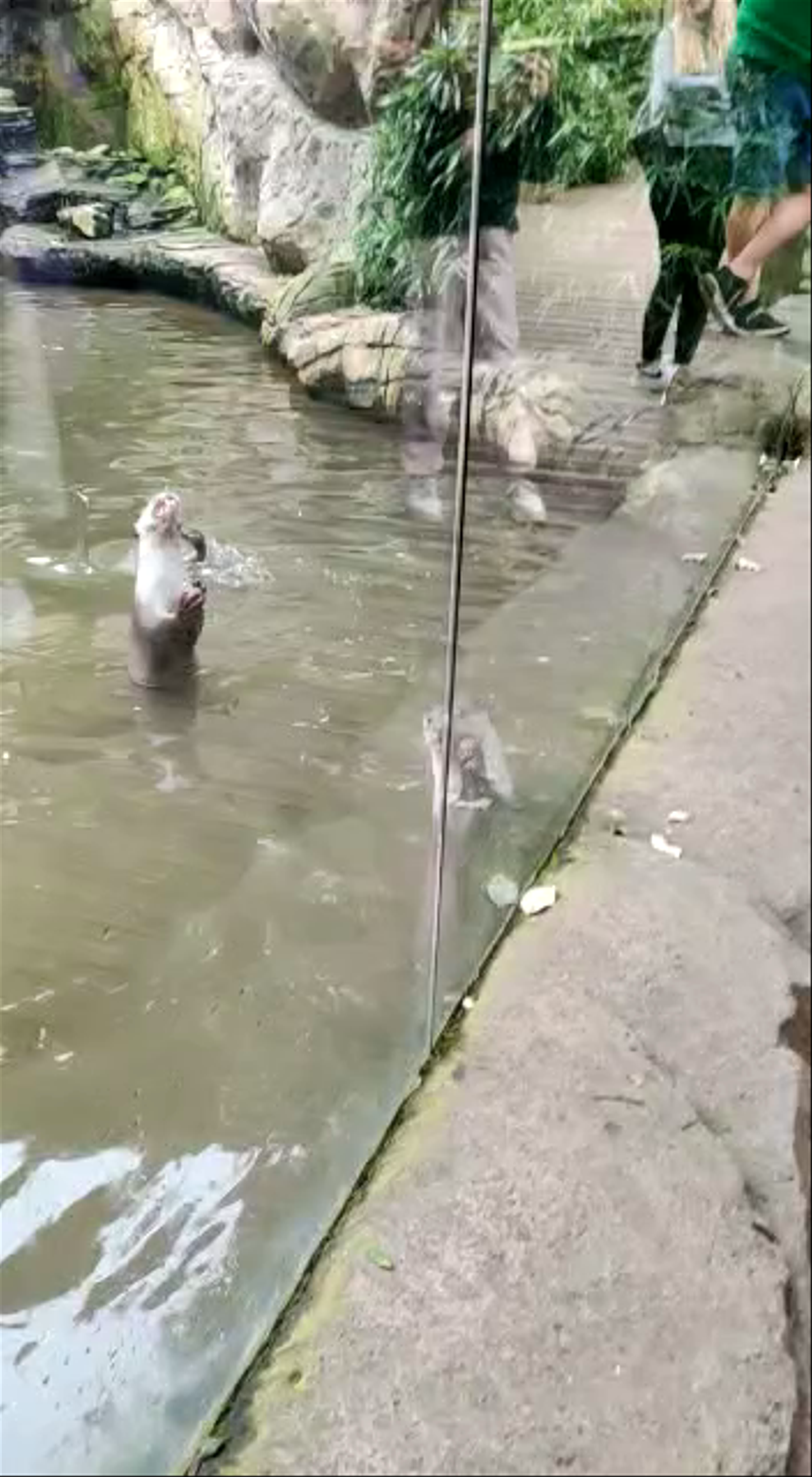 Colchester Zoo