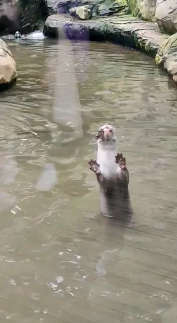 Colchester Zoo