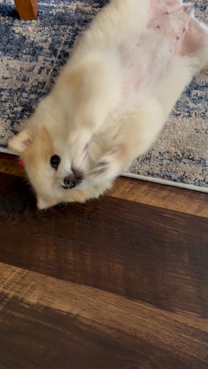 K9 Styles Pet Salon - Pet Groomers Near Me - Mesa, Arizona