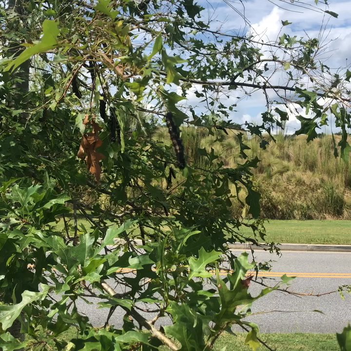 Cherokee Veteran's Park - A tree covered with caterpillars!! - Parks Near Me - Canton, Georgia