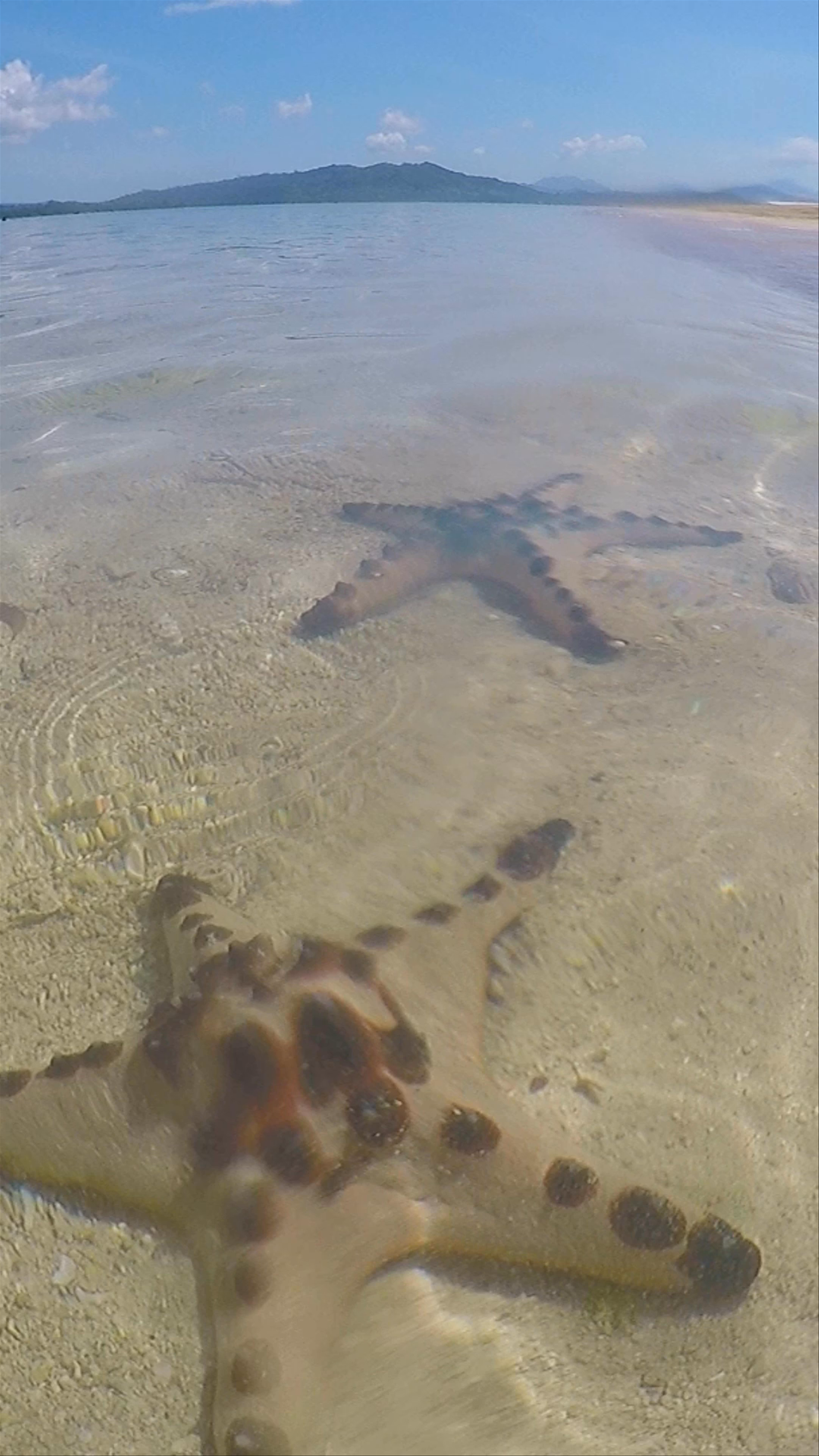 Starfish Island: A Tropical Marine Adventure in the Philippines