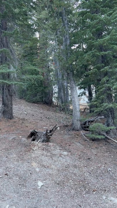 Woods Lodge - bear digging off trail coming down from crystal lake - Hotels Near Me - Mammoth Lakes, California