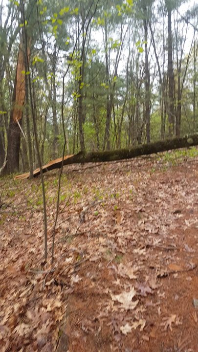 Bruce Freeman Rail Trail - saw bambi! - Parks Near Me - Concord, Massachusetts