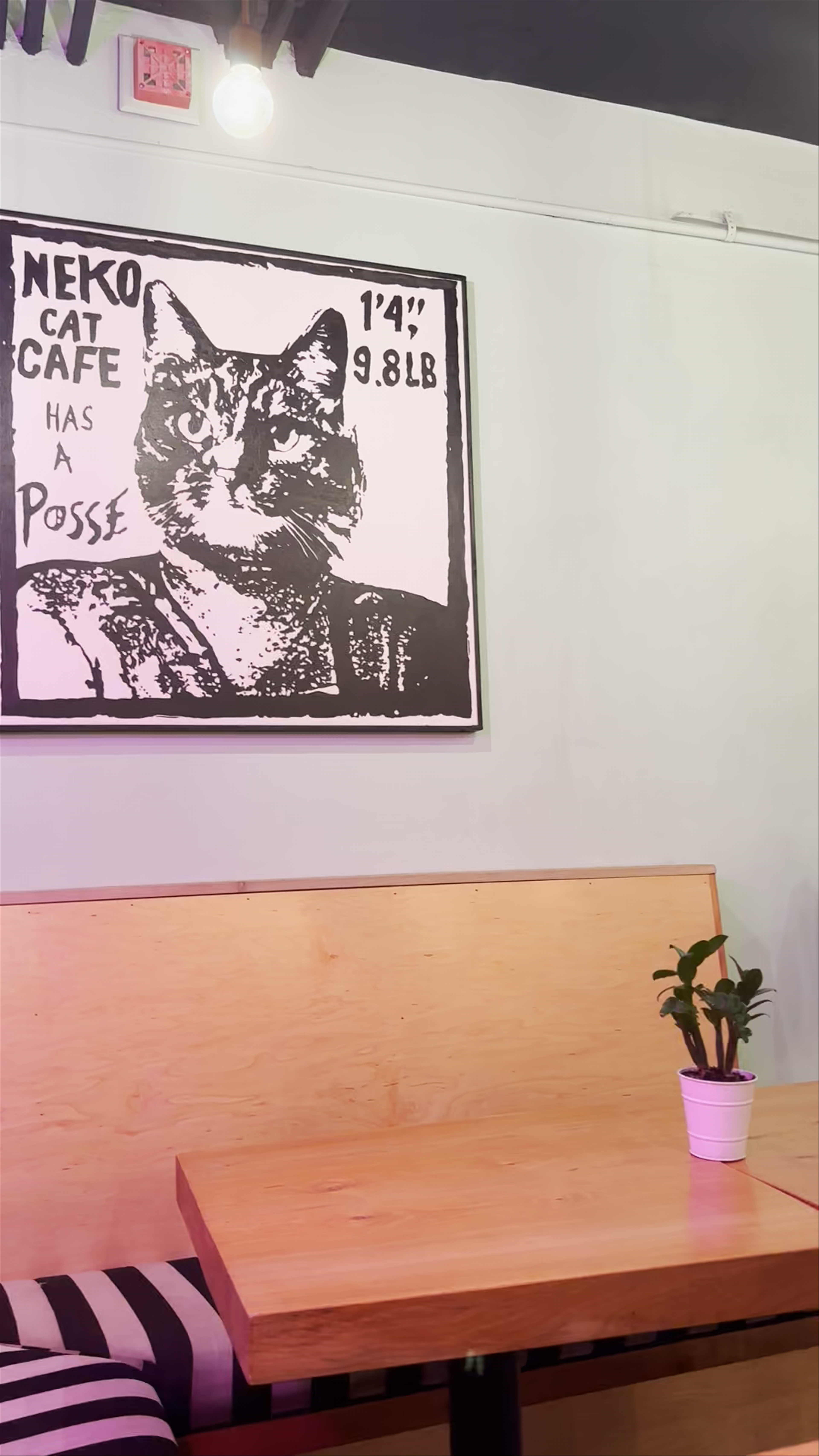 NEKO Cat Cafe Seattle