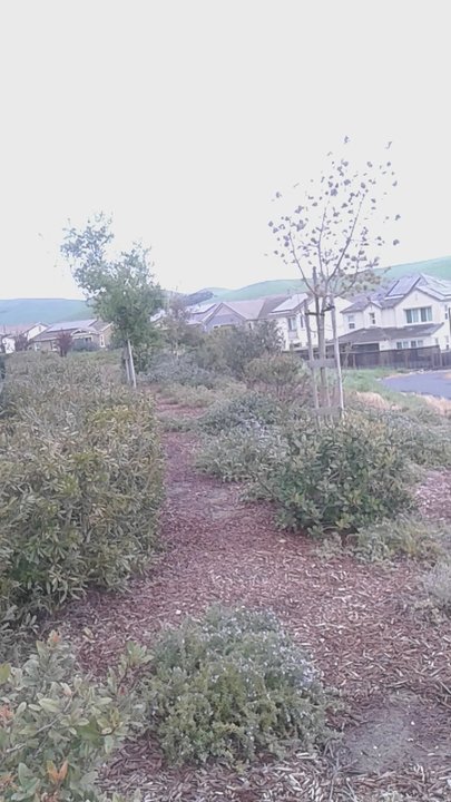 Schaefer Ranch Park - There's even a good-sized geocache in the back - Parks Near Me - Dublin, California