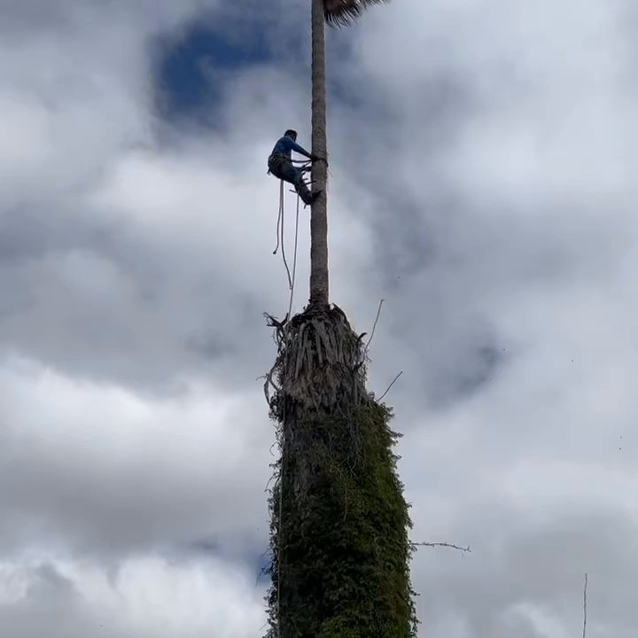 Fidel's Tree Experts - Getting up there! - Tree Services Near Me