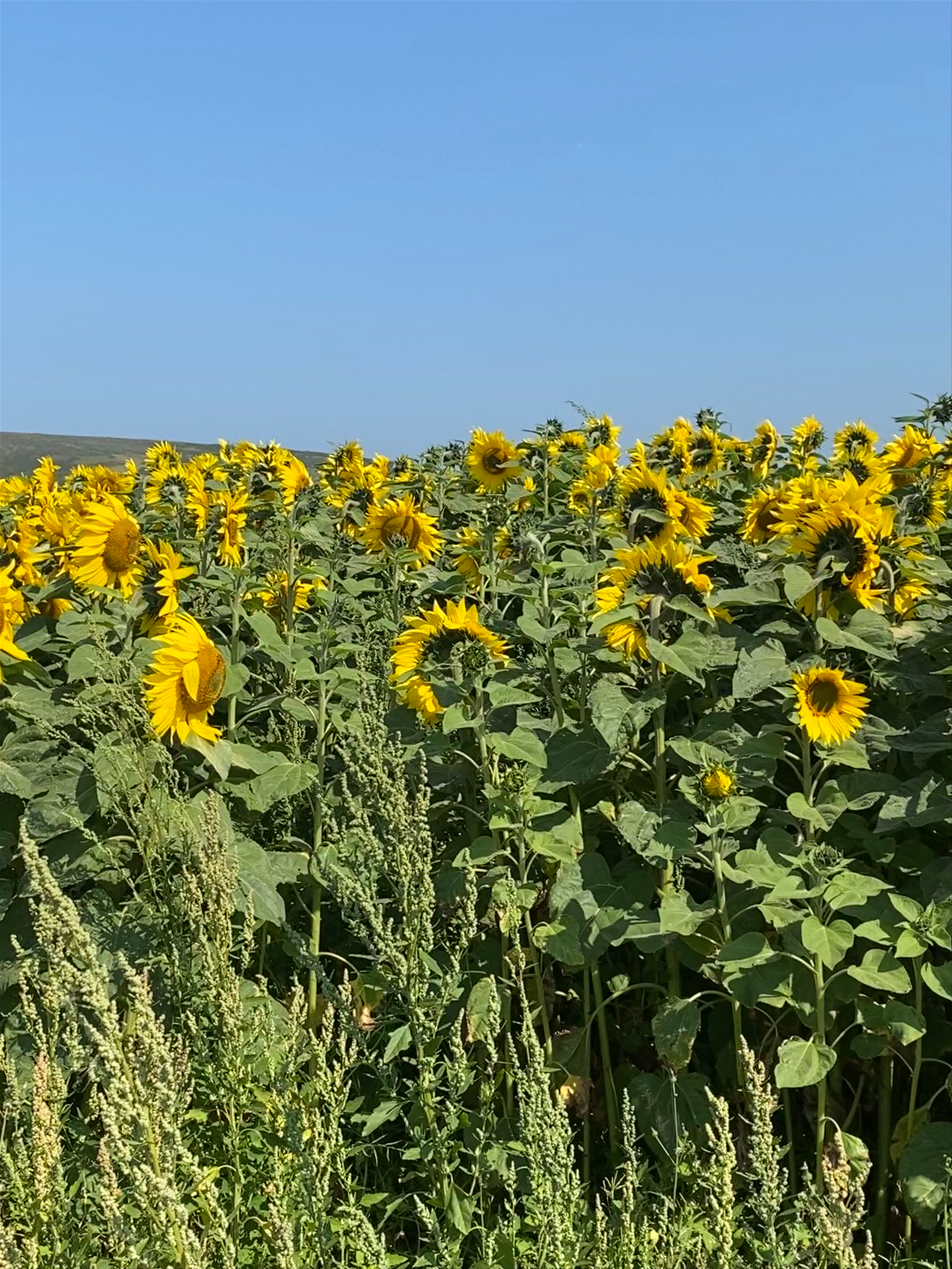 Sunflower Field Bliss at Rhossili Bay, United Kingdom