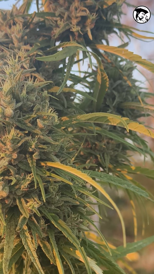 Mekhong Classic - Cannabis Ganja Thai - Prempavee Farm 14/02/26