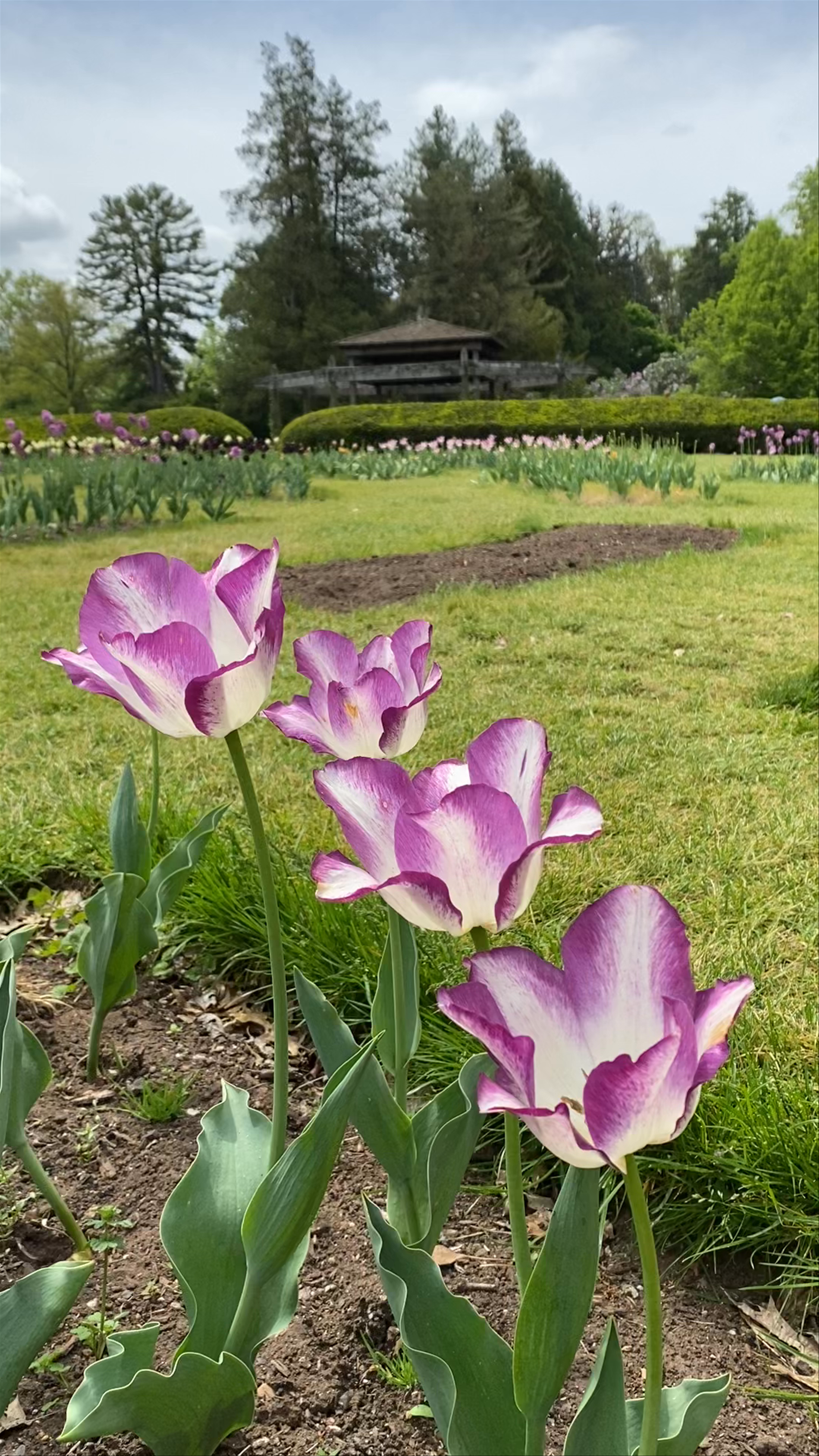 Elizabeth Park Rose Garden