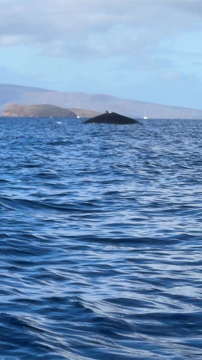 Aloha Kayaks Maui - Rafting/Kayaking Near Me - Kihei, Hawaii