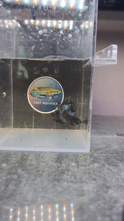 Black Orchid Crowntail Betta male