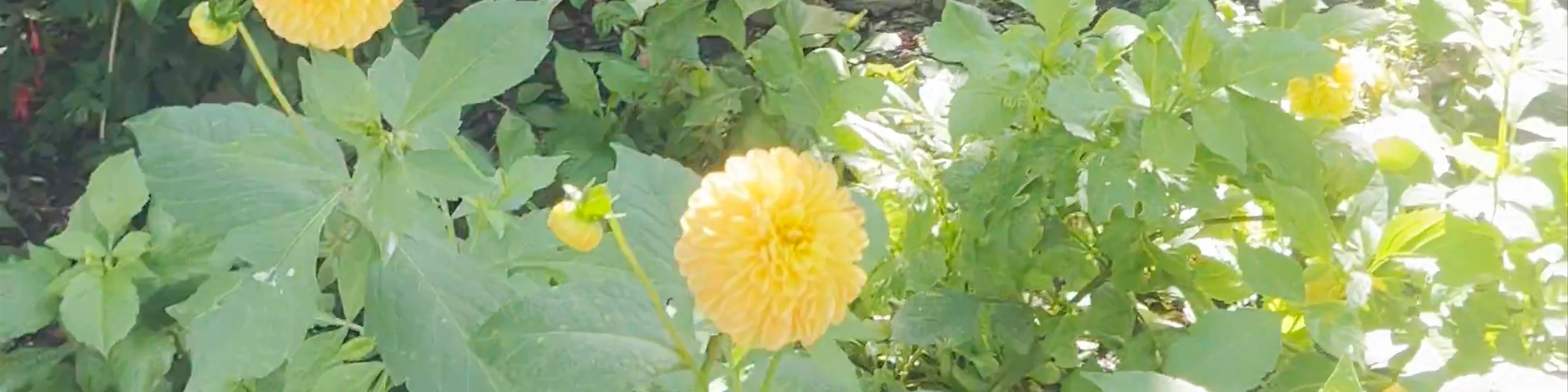 Hortus Botanicus