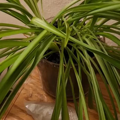 Preview image for video