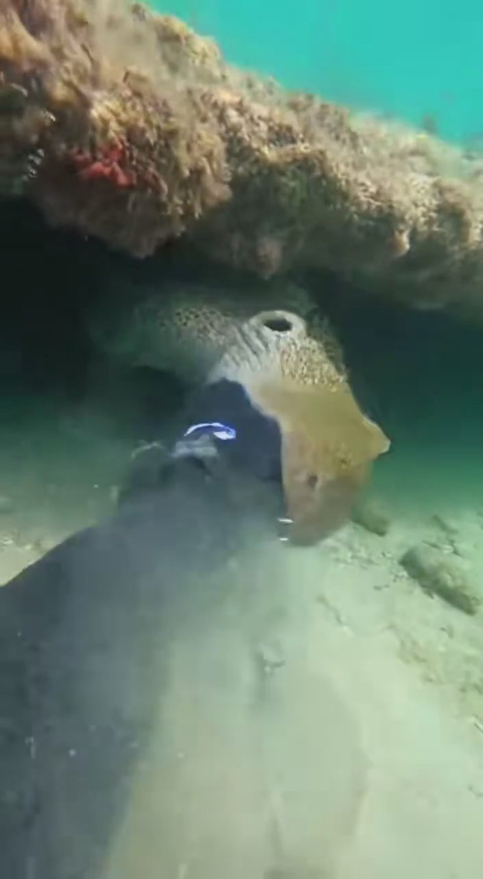 Eel attack
