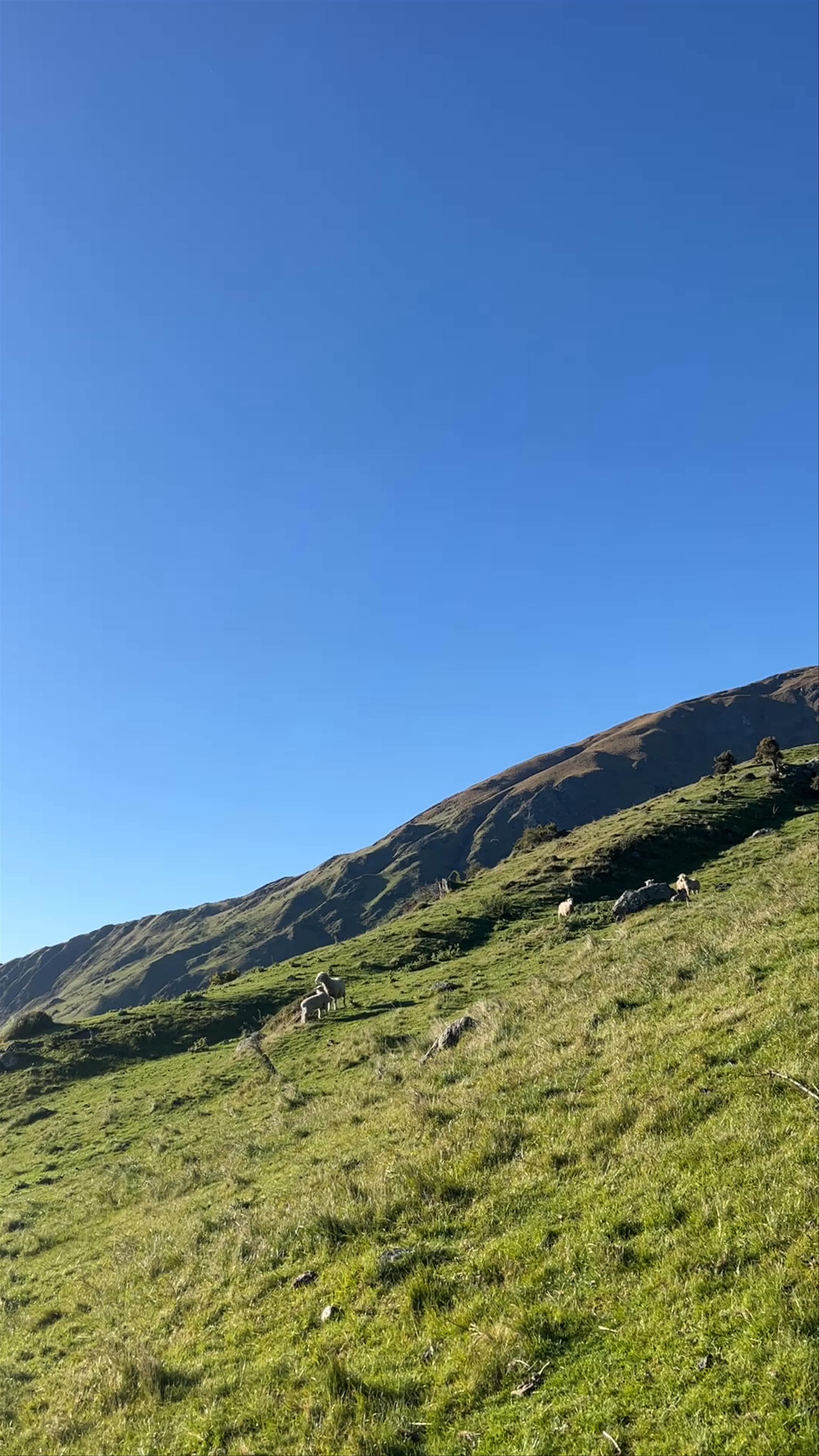 Roys Peak Lookout