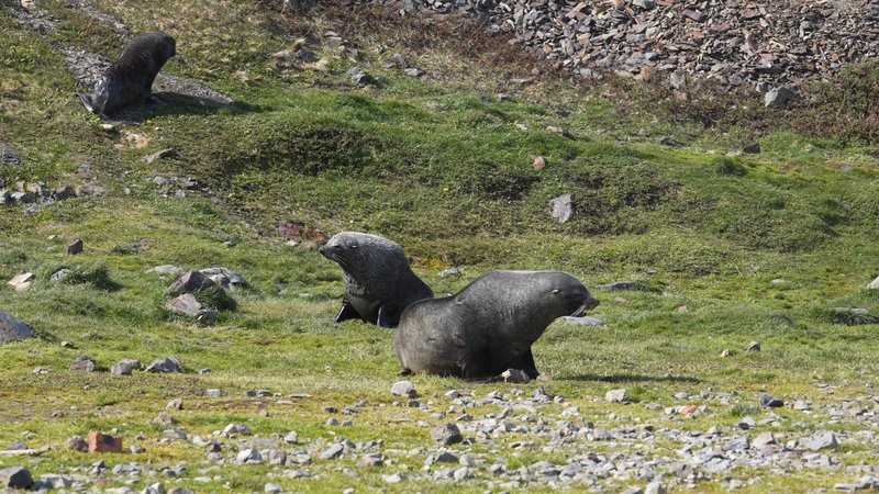 Sant Georgia Seals poster