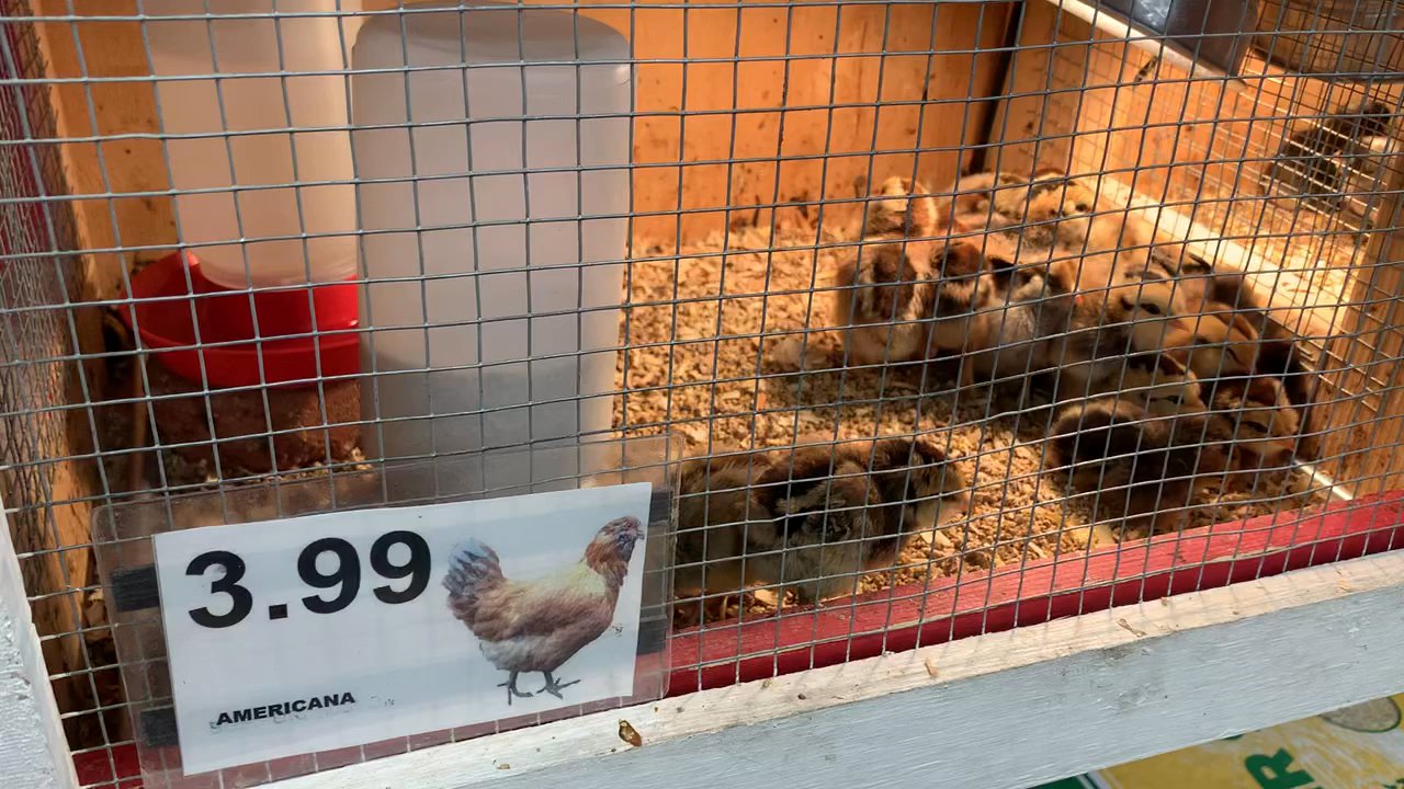 Ruggiero's Ace Hardware - Live baby chicks - Hardware Stores Near Me - Chandler, Arizona