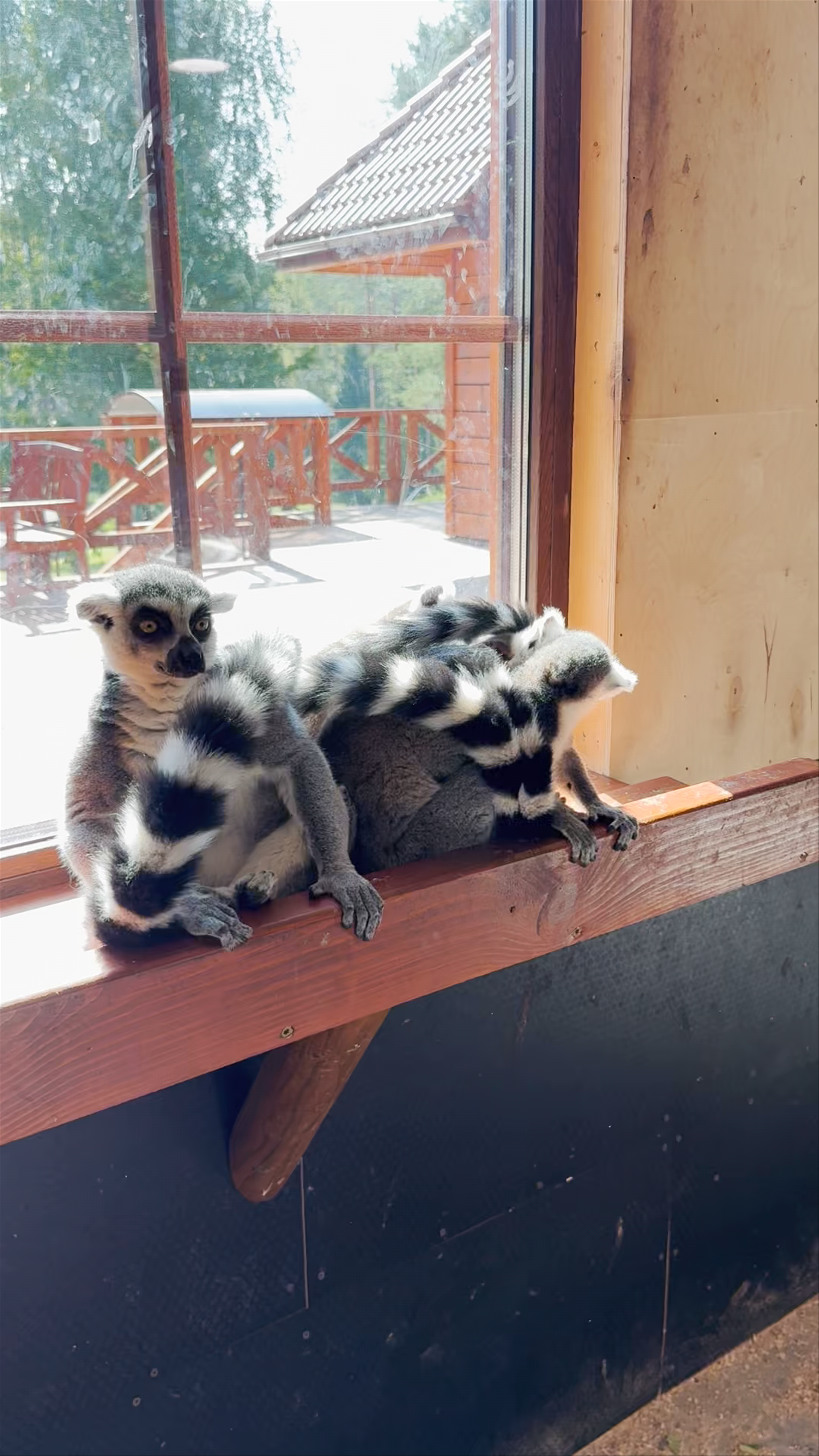 Up-Close Lemurs at Rakši ZOO in Latvia’s Cēsis Municipality