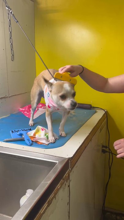 A Petz World - Our fur babies - Pet Groomers Near Me - Randleman, North Carolina