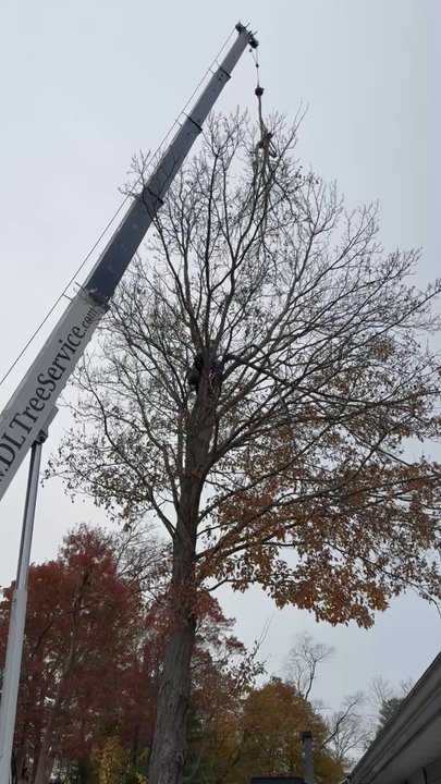 D&L Tree Service - Tree Services Near Me - Randolph, Massachusetts