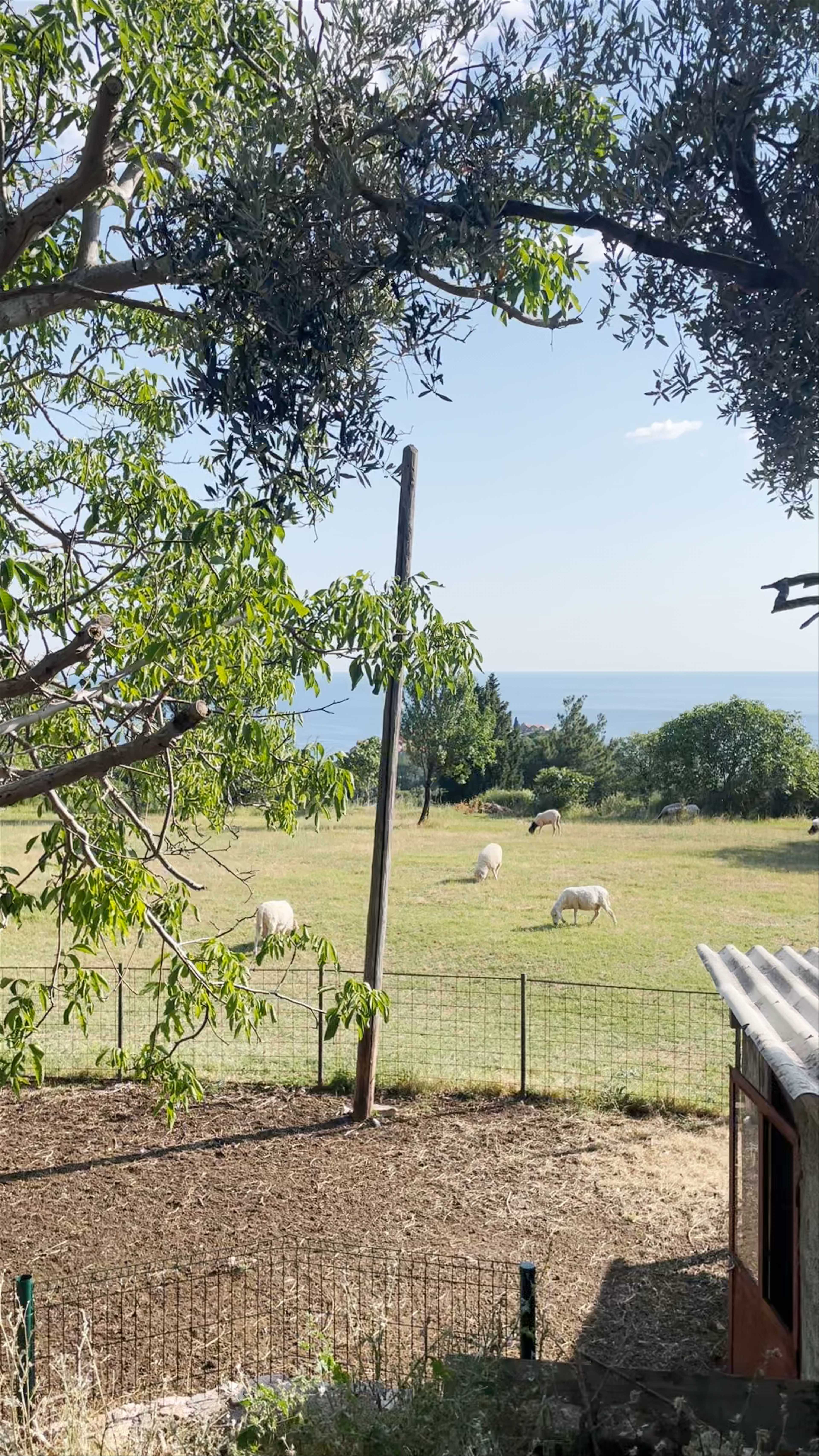 Pastoral Serenity at Sveti Stefan View Point, Montenegro