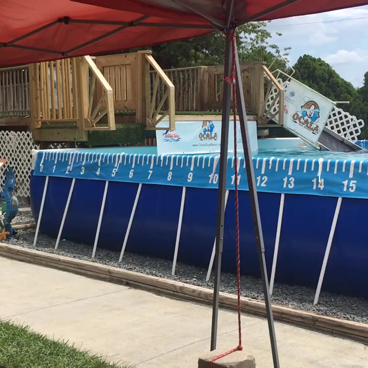 Ocala Dog Ranch - Ri Look who got a new NADD Dock Diving title  (DJ) today?? This guy ! ~  RioTheBorzoi - Pet Training Near Me - Ocala, Florida