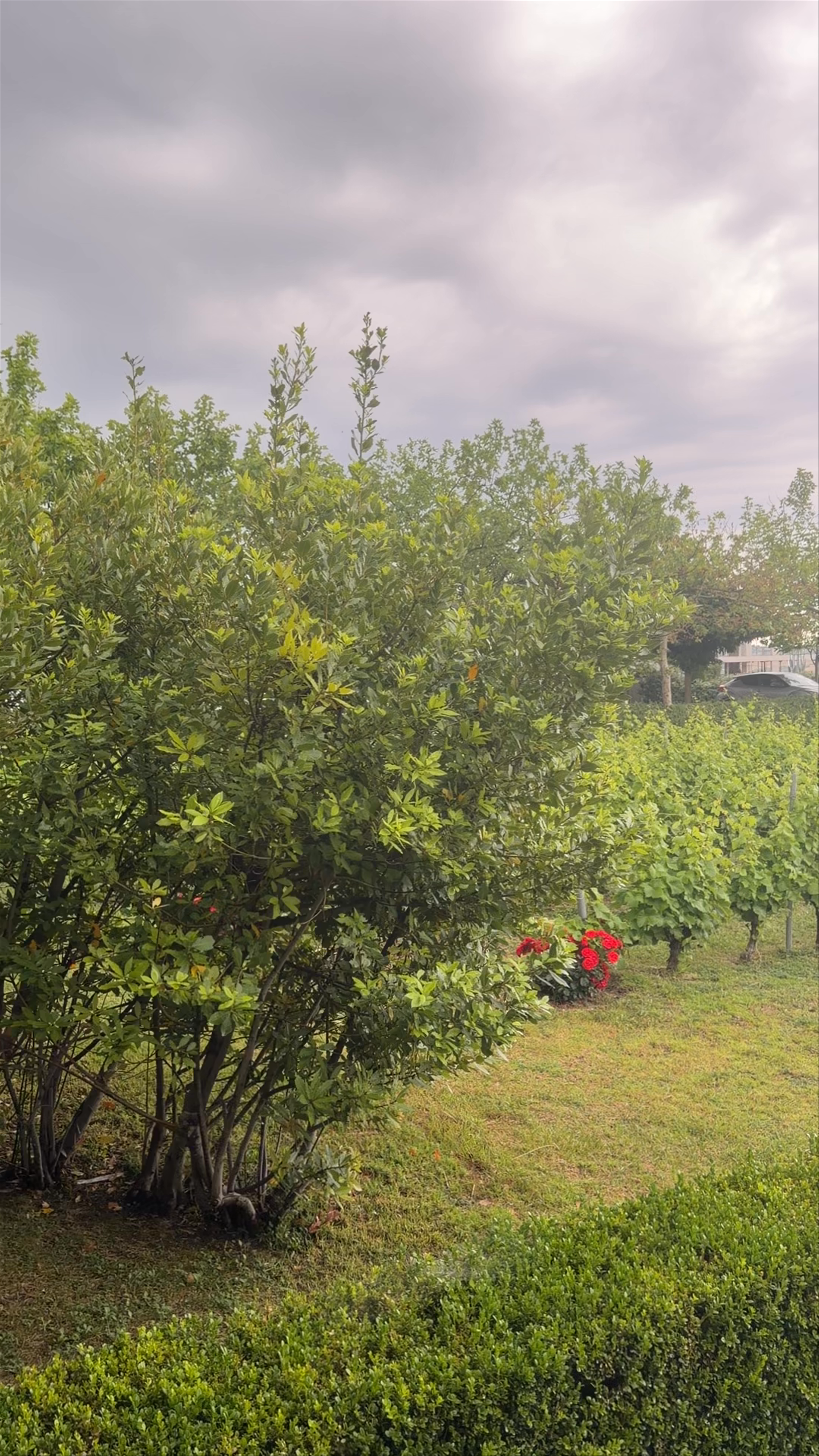 Gerovassiliou Estate