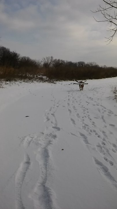 Veteran's Woods - Spike with a chewed up tree branch! - Hiking Near Me - Romeoville, Illinois