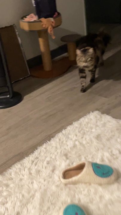 Cateau Marmont - His tail had always laid flat before this grooming I don't even know what to call this. - Pet Sitting Near Me - Burbank, California