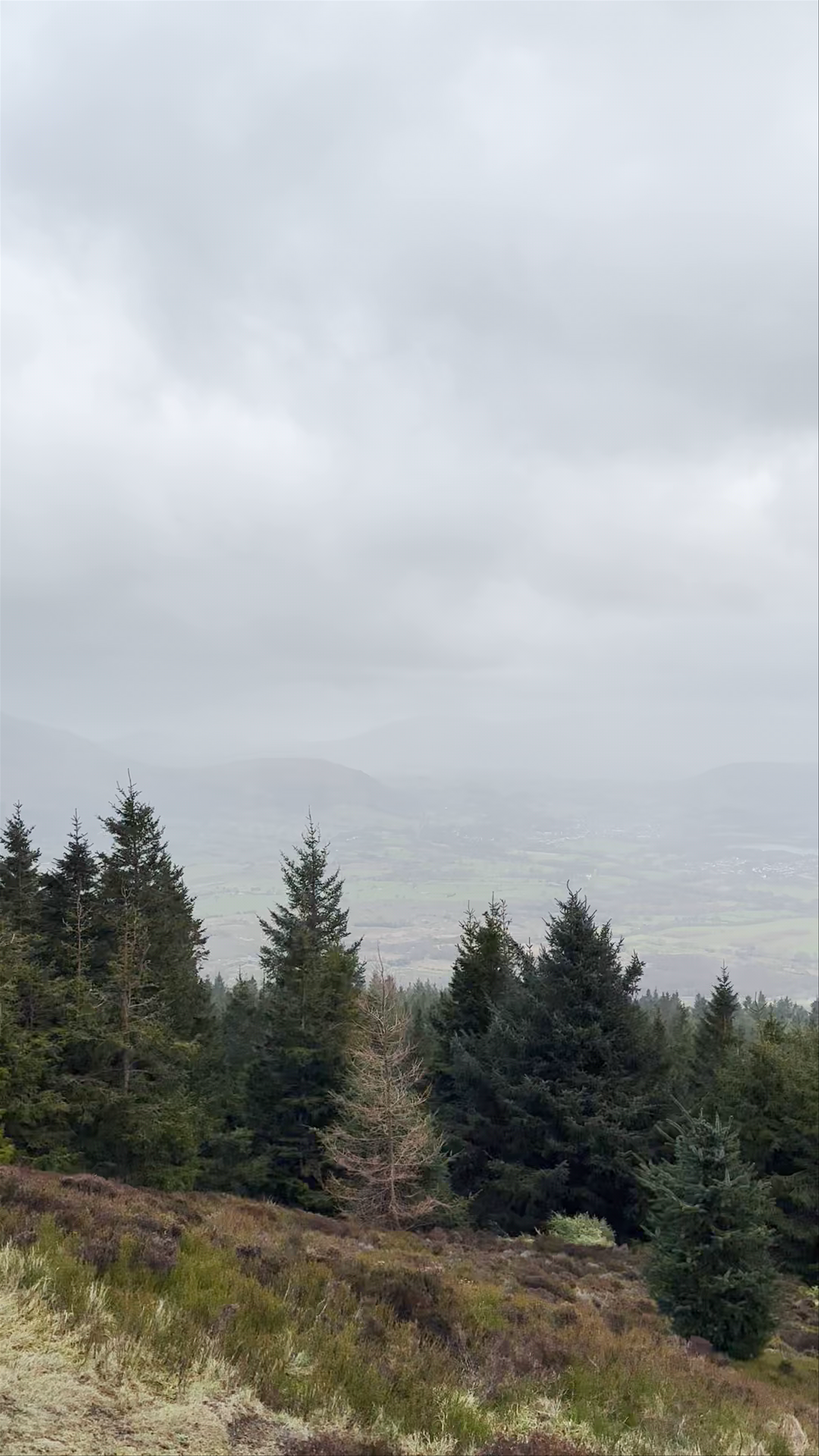 Whinlatter Forest