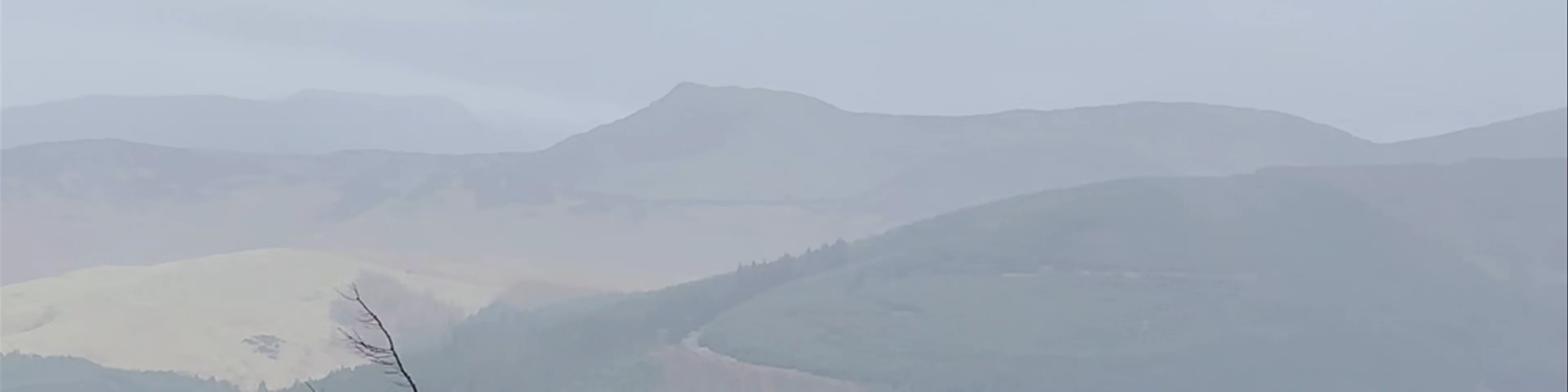 Whinlatter Forest
