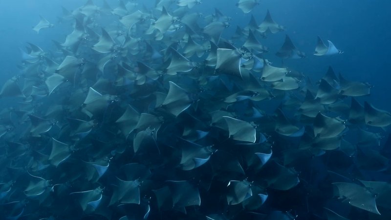 Mobula Rays poster