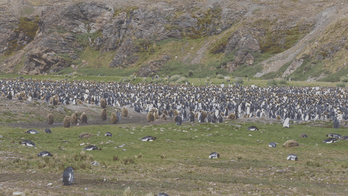 King Penguins Colony on Saint Georgia Island animated gif