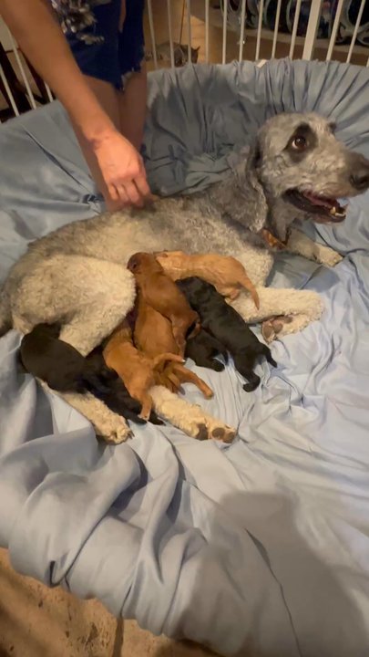 Goldendoodle Brindle Puppies - A visit to the puppies at 2 weeks old. - Pet Breeders Near Me
