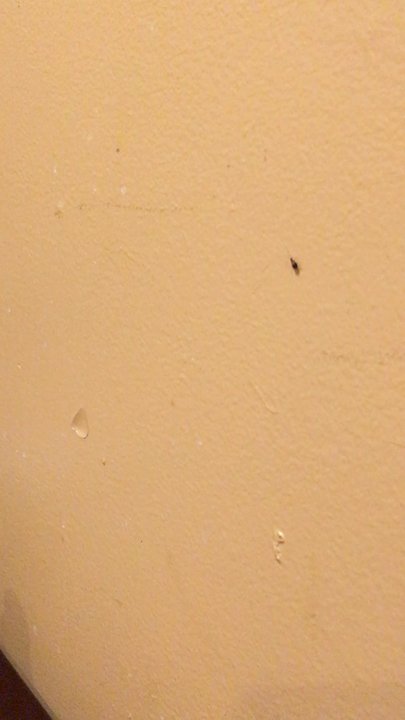 The Flyin' Pig - 1st time visiting restaurant. Roach was climbing on the wall while eating our food. Was also told they were even worse in the kitchen. - Barbeque Near Me - Midlothian, Virginia