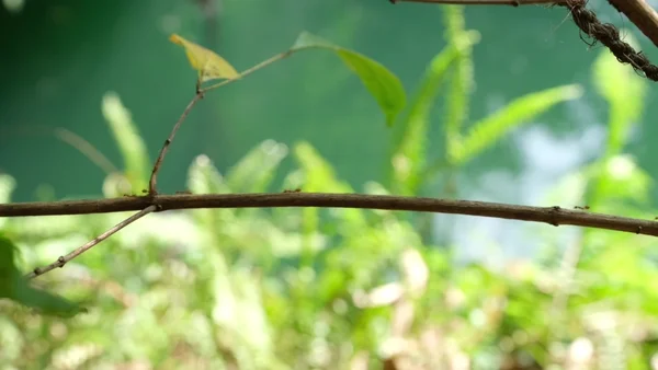 Critter companions - © Artlist