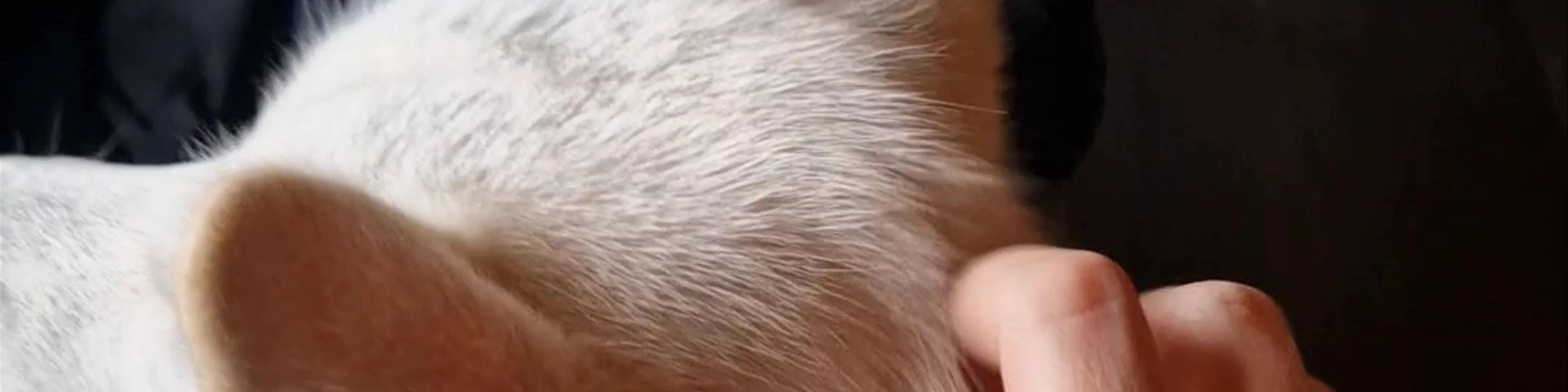 Café Huskies
