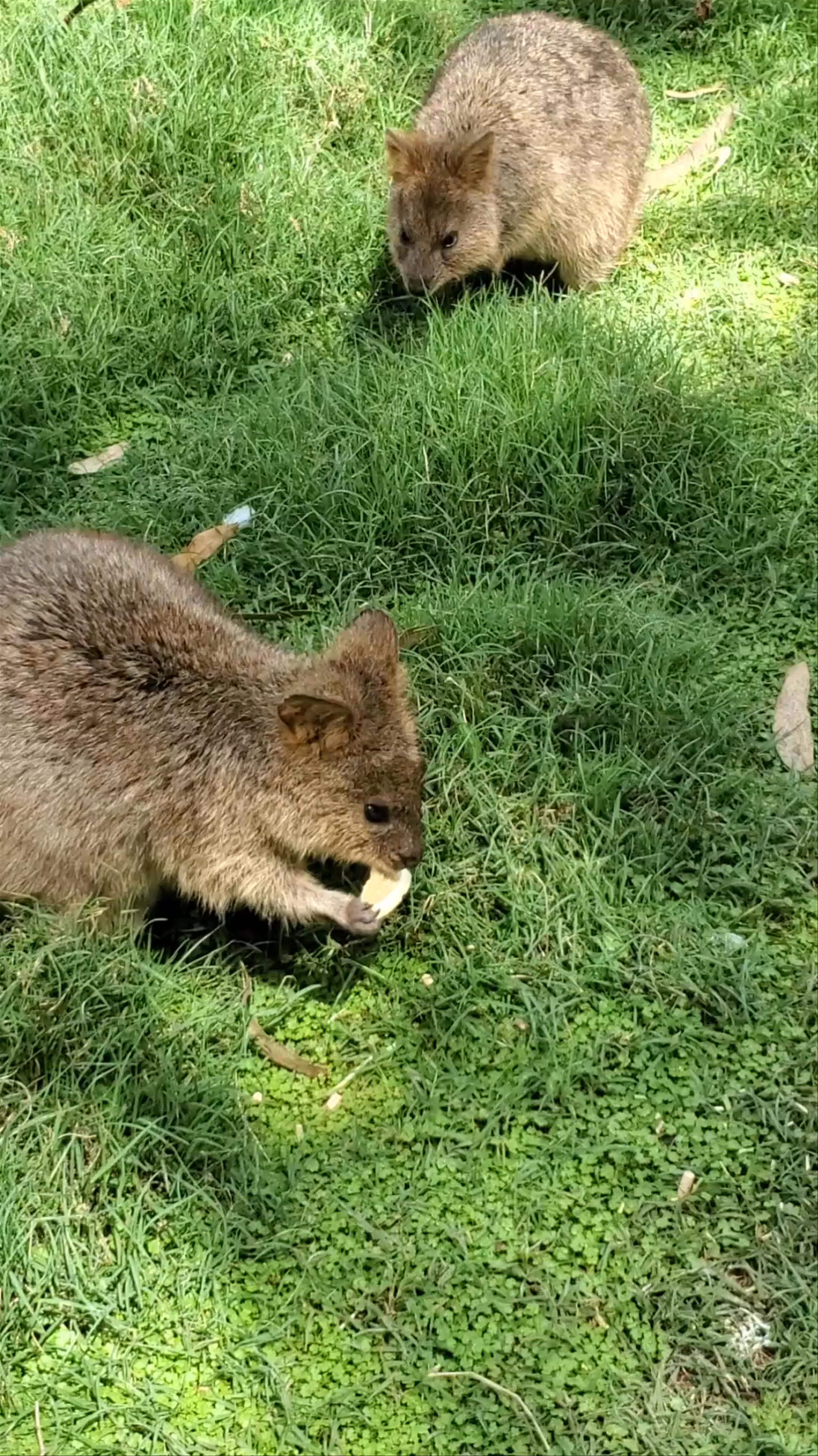 Featherdale Sydney Wildlife Park