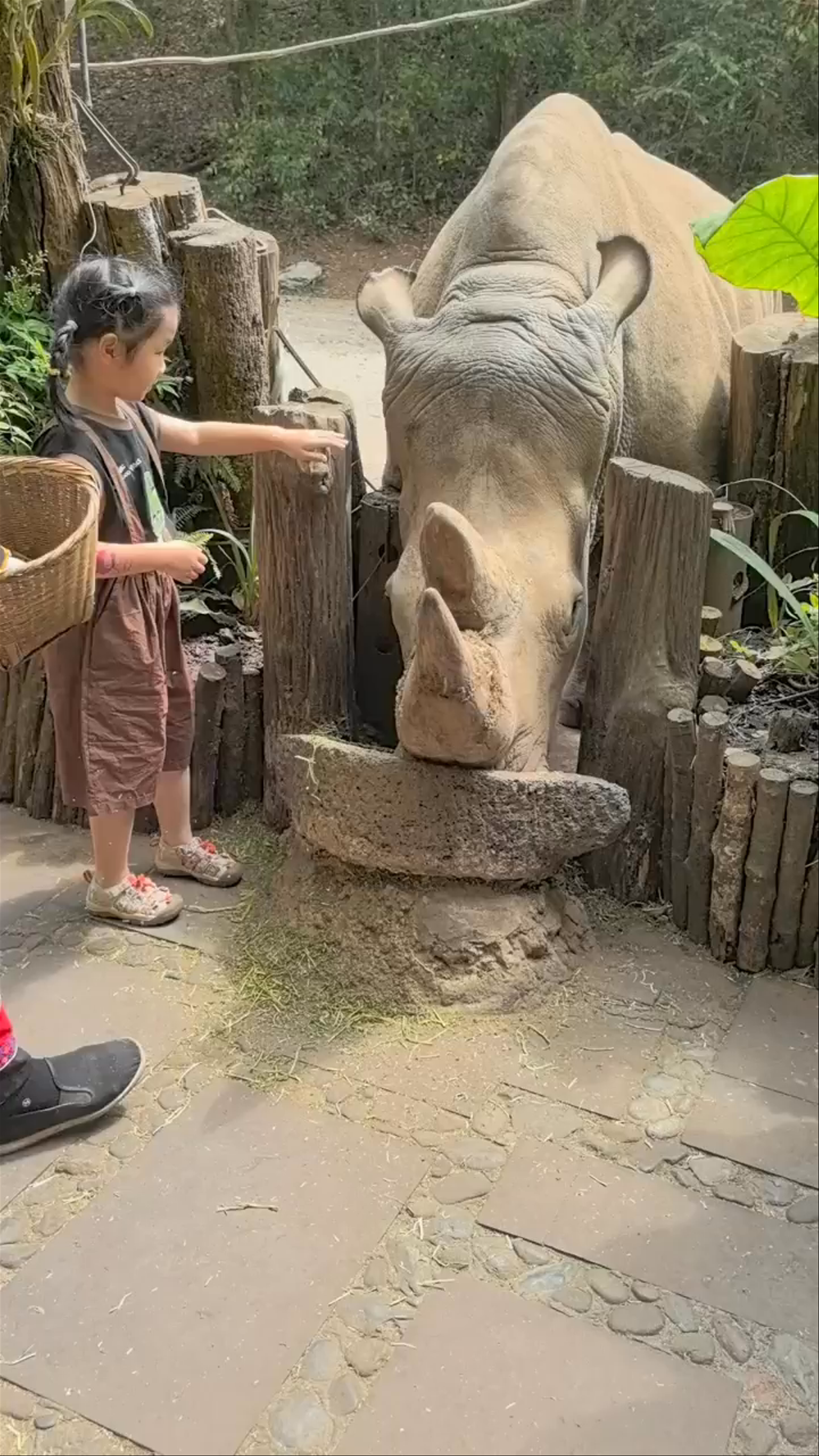 Intimate Encounter with a Giant Rhinoceros in Yunnan Forest Park
