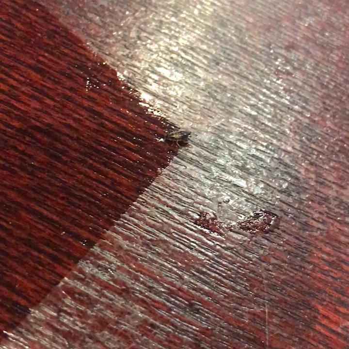 Saigon Eden - A ROACH coming from under my plate DISGUSTING!!!!!! - Vietnamese Near Me - Alhambra, California