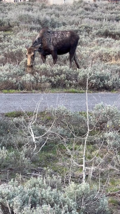 Moose Junction - Moose!!! - Tours Near Me - Moose, Wyoming