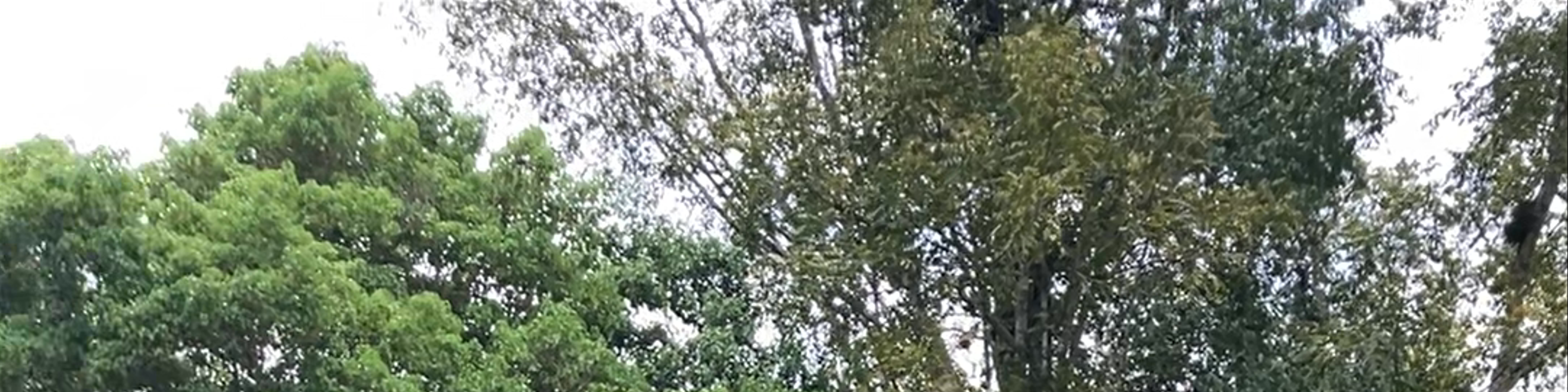Guatemala