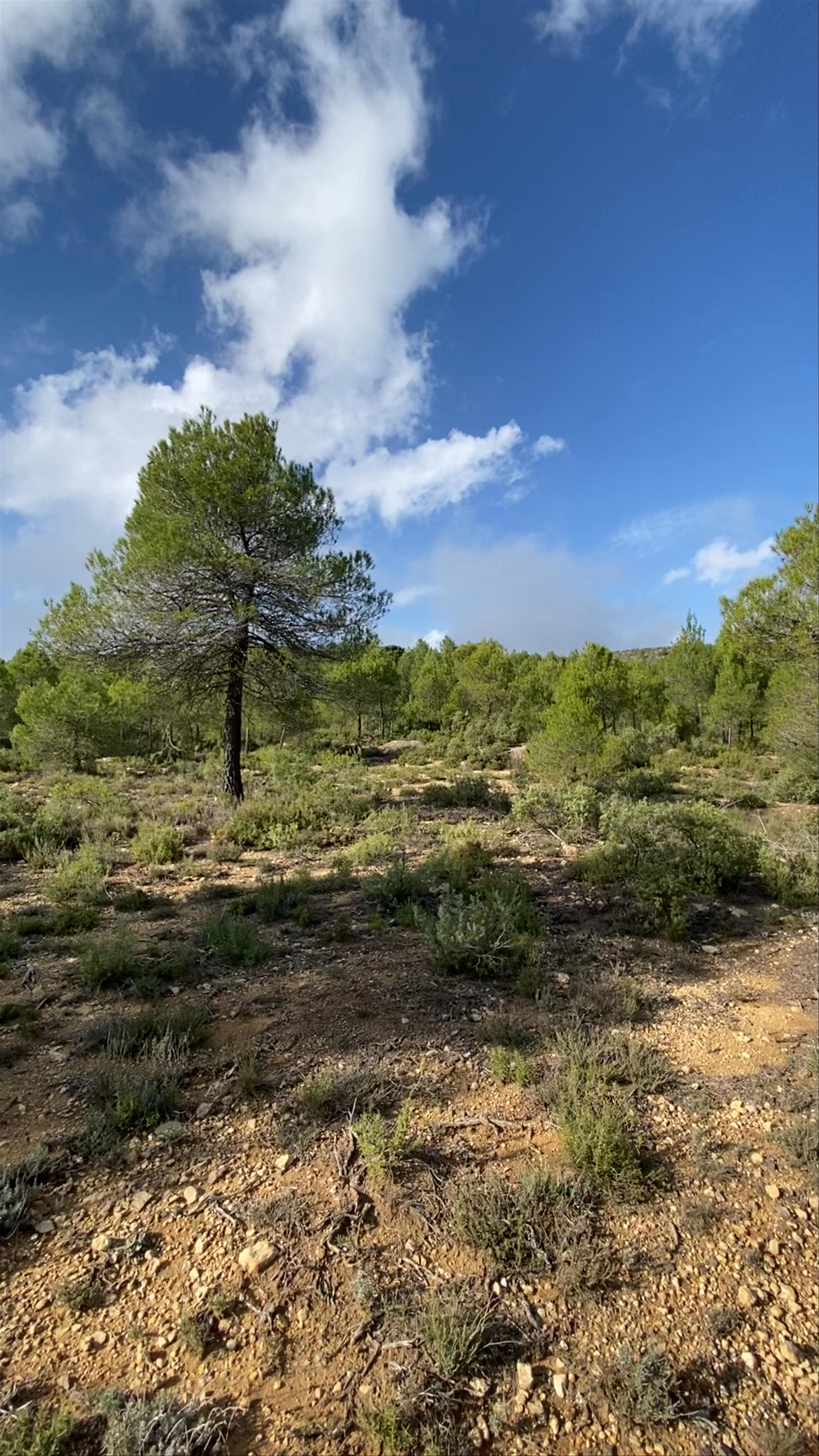 MasQi - The Energy House