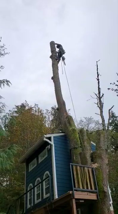 Alex Tree  Service - Successful removal of the maple right on the tree house - Tree Services Near Me - Seattle, Washington