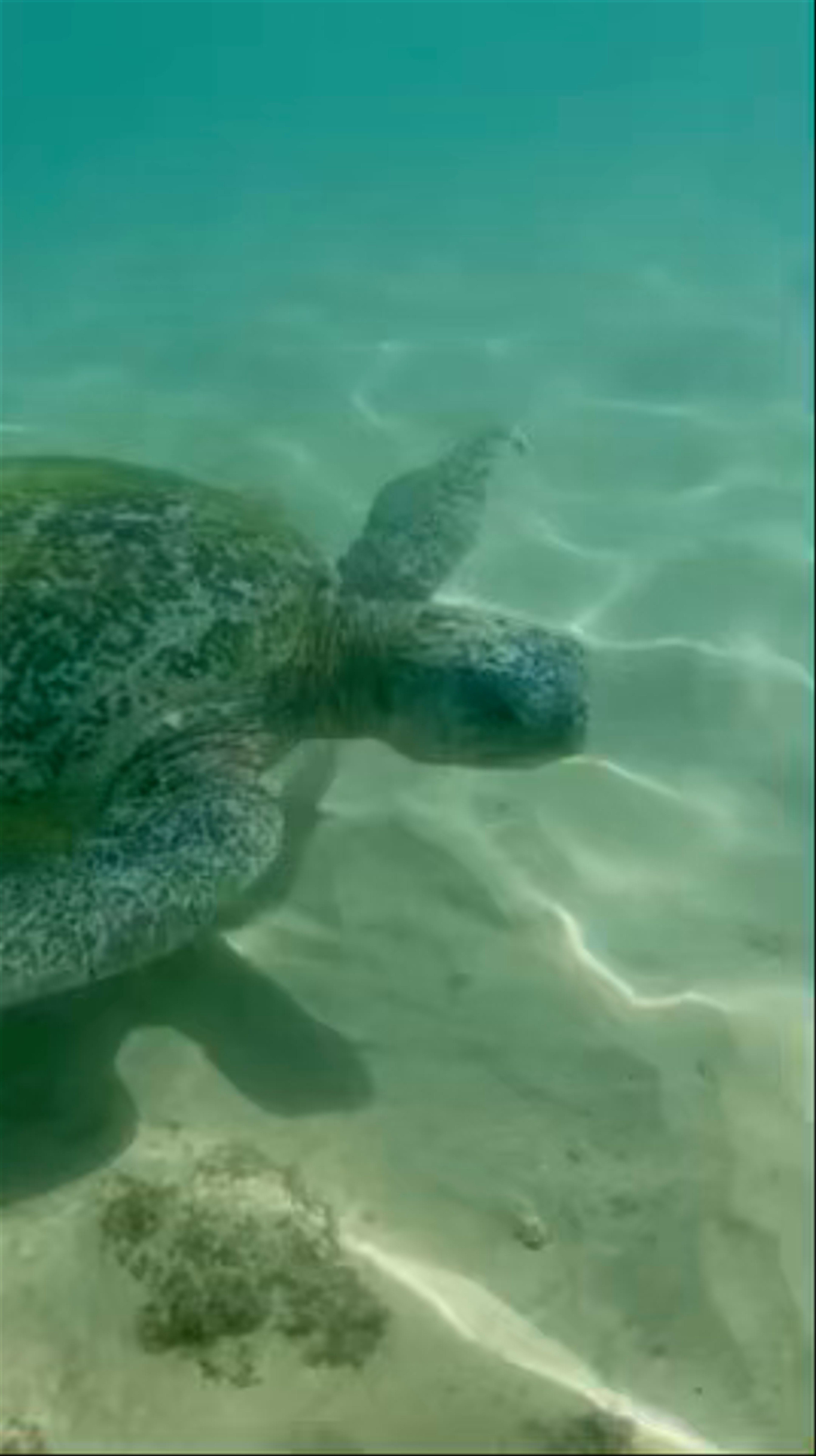 Underwater Encounter with a Sea Turtle at Turtle Beach, Unawatuna, Sri Lanka